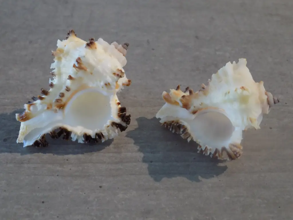 MURICIDAE HEXAPLEX CICHORUM  f.Naine lot 2u