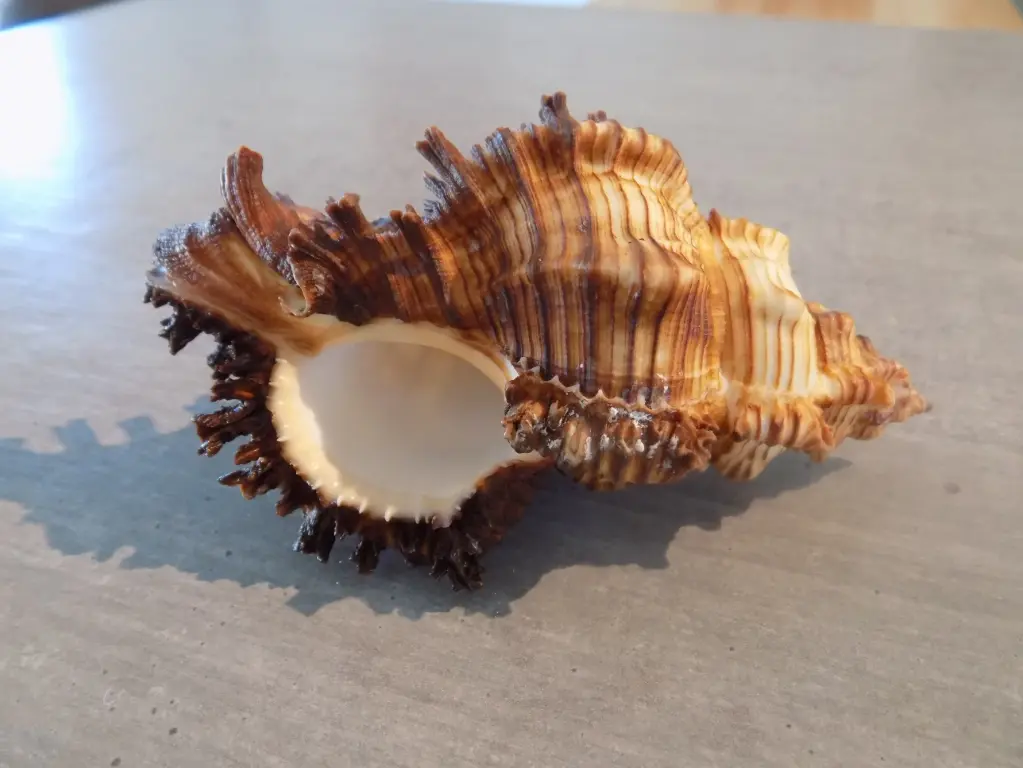 MURICIDAE CHICOREUS TORREFACTUS XL