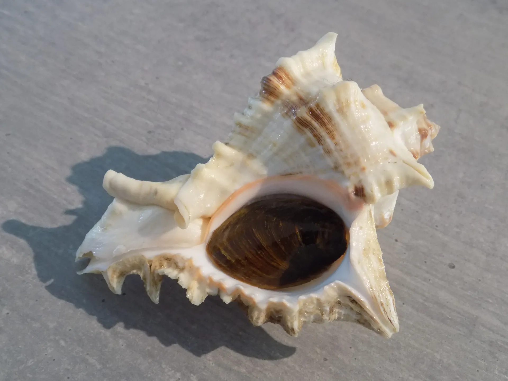 MURICIDAE CHICOREUS VIRGINEUS  XL
