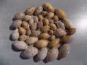 CYPRAEA LYNCINA LYNX LYNX lot 40u