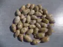 CYPRAEA ERRONEA CAURICA CAURICA  lot 40u