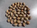 CYPRAEA MONETARIA CAPUTSERPENTIS lot 50 u