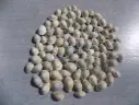 CYPRAEA MONETARIA ANNULUS lot 100u