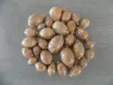 CYPRAEA LYNCINA VITELLUS lot 30u