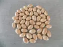 CYPRAEA LYNCINA CARNEOLA lot 50u