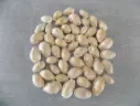 CYPRAEA NARIA EROSA lot 50u