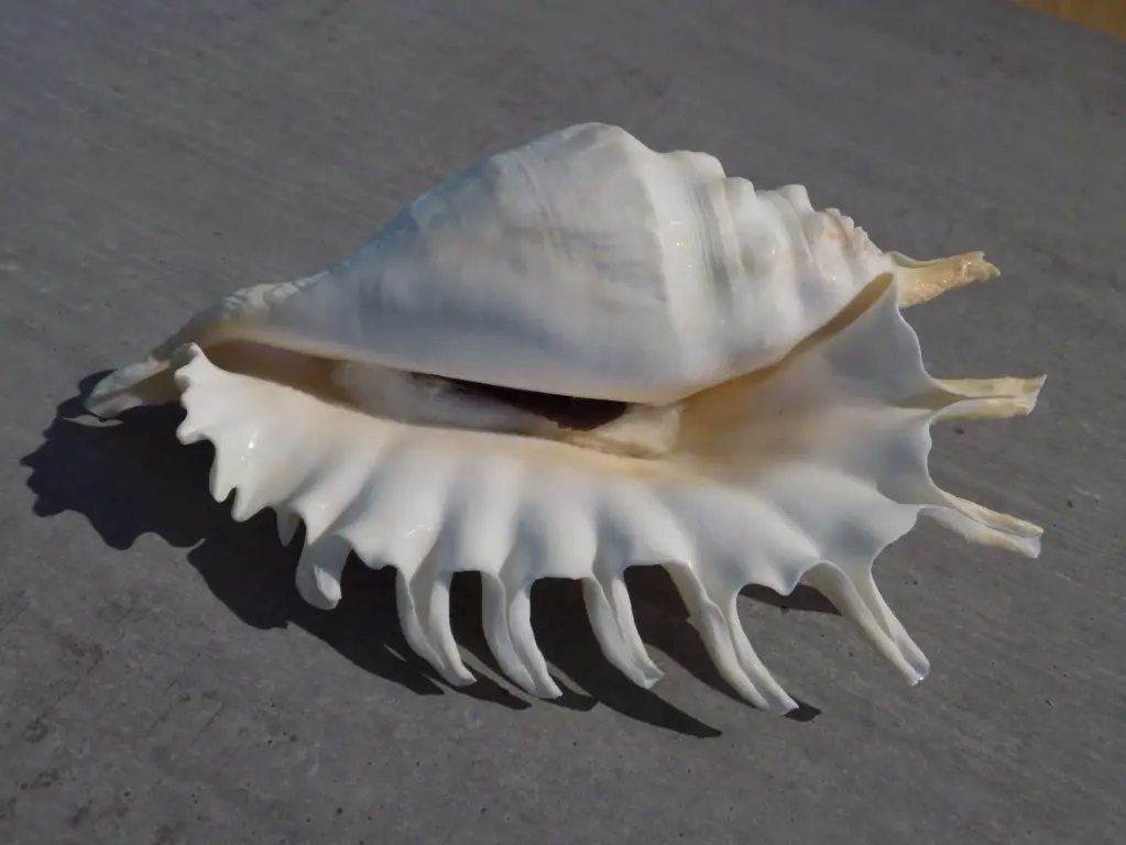 STROMBIDAE LAMBIS ARACHNOIDES XL