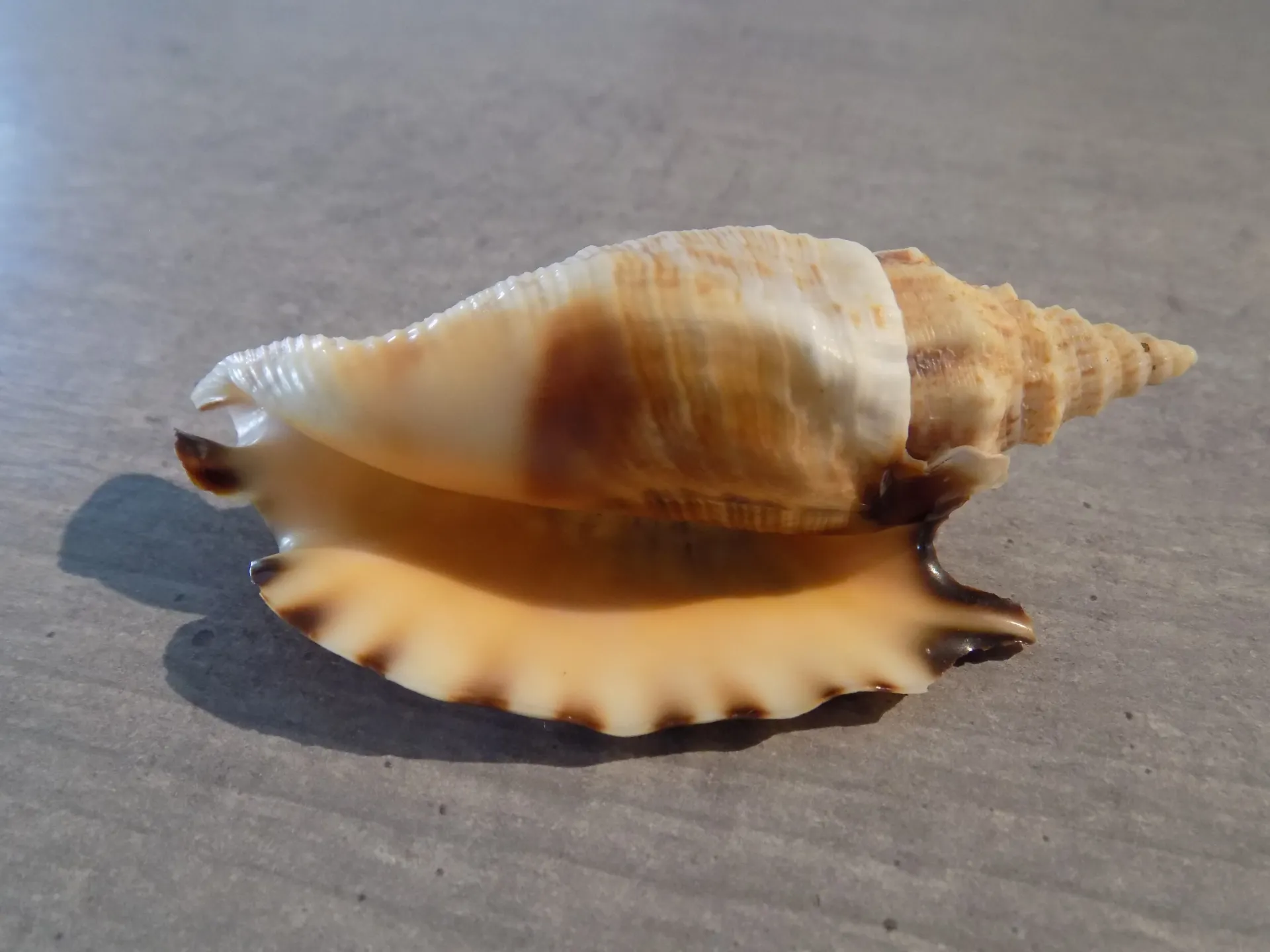 STROMBIDAE EUPROTOMUS ARATRUM XL