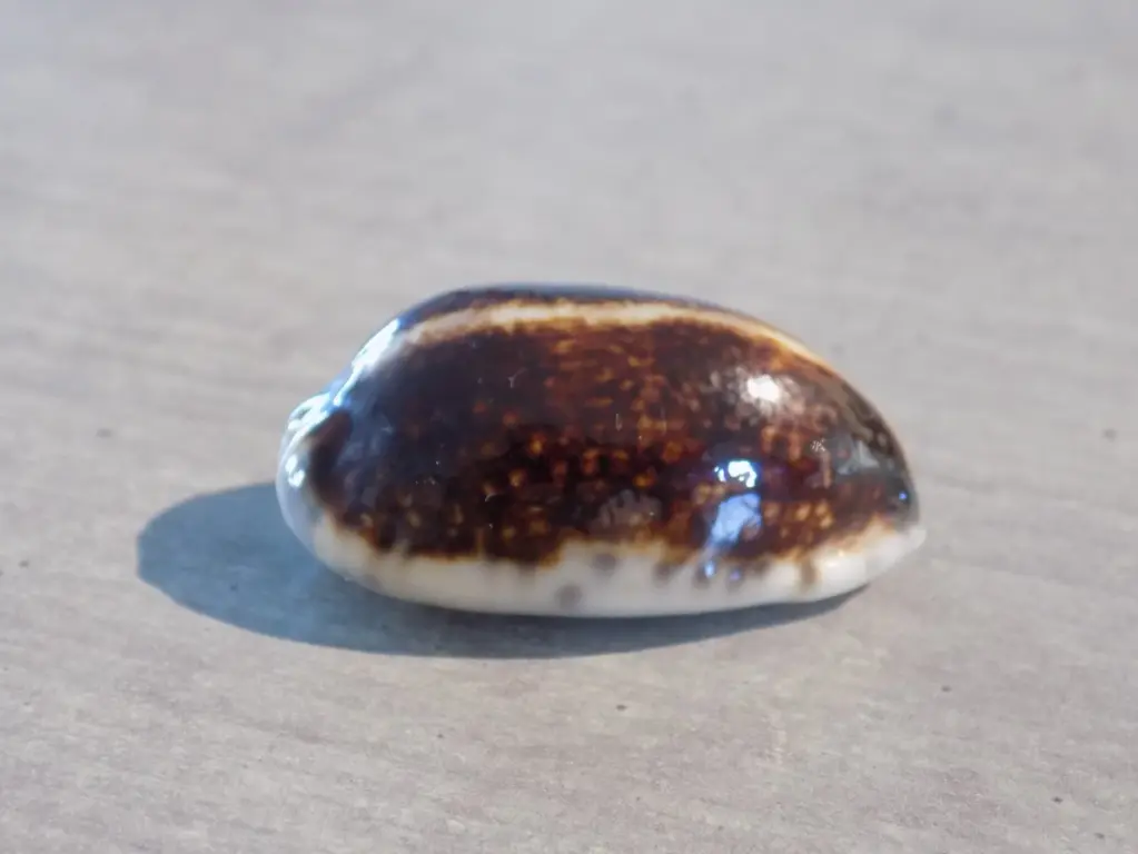CYPRAEA MAURITIA Eglantina Niger/Rostrée