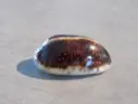CYPRAEA MAURITIA Eglantina Niger/Rostrée