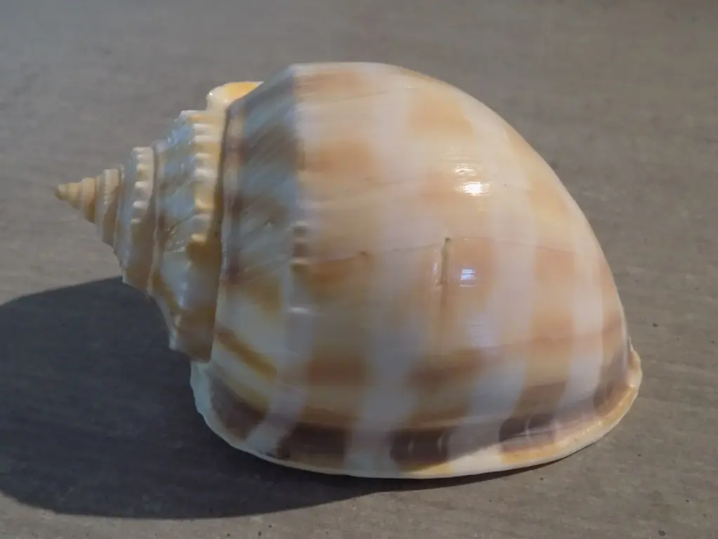 CASSIDAE PHALIUM BANDATUM XL