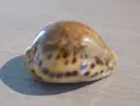 CYPRAEA TIGRIS PARDALIS orange