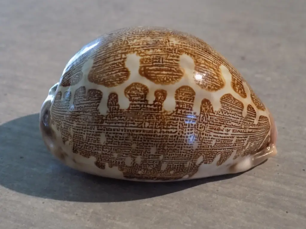 CYPRAEA LEPORICYPRAEA MAPPA GEOGRAPHICA XL