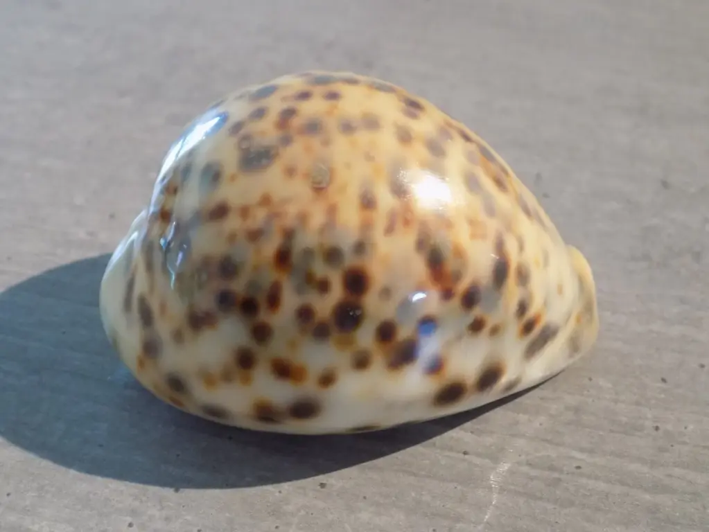 CYPRAEA TIGRIS PARDALIS jaune 
