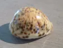 CYPRAEA TIGRIS PARDALIS jaune 