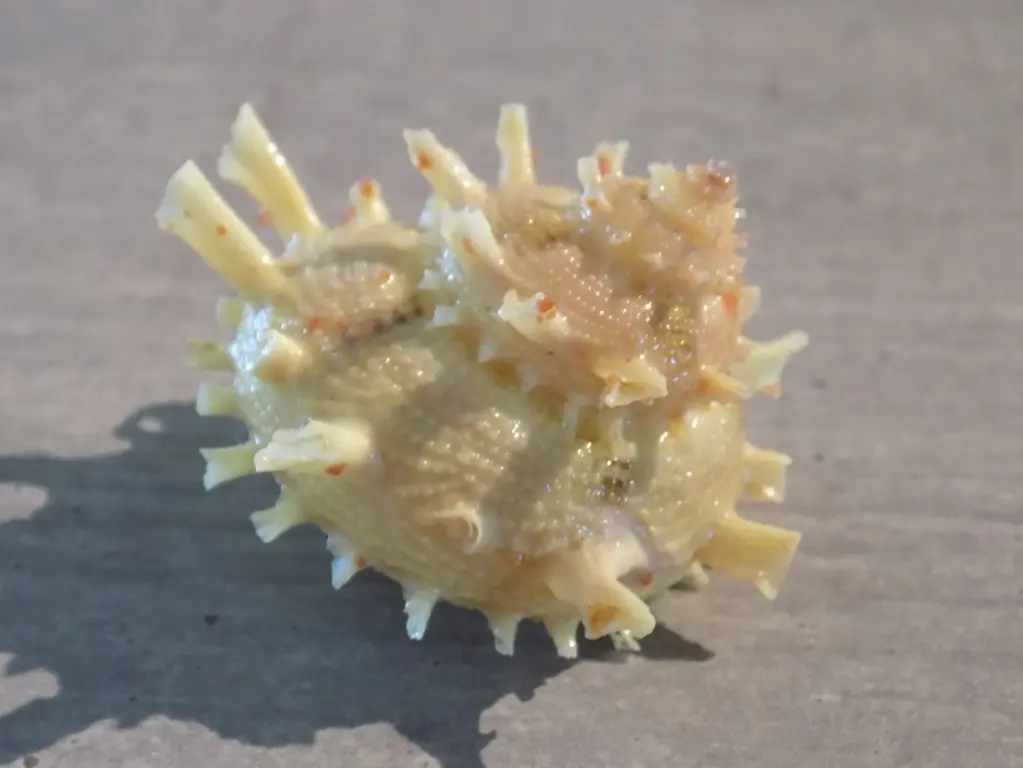 TURBINIDAE BOLMA GIRGYLLUS Jaune