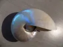 NAUTILIDAE NAUTILUS POMPILIUS Poli