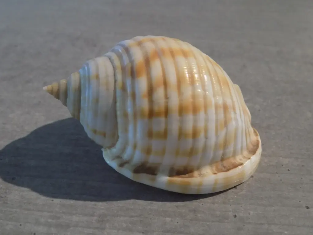 CASSIDAE SEMICASSIS GRANUTATA UNDALATA 