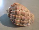 HARPIDAE HARPA CABRITI