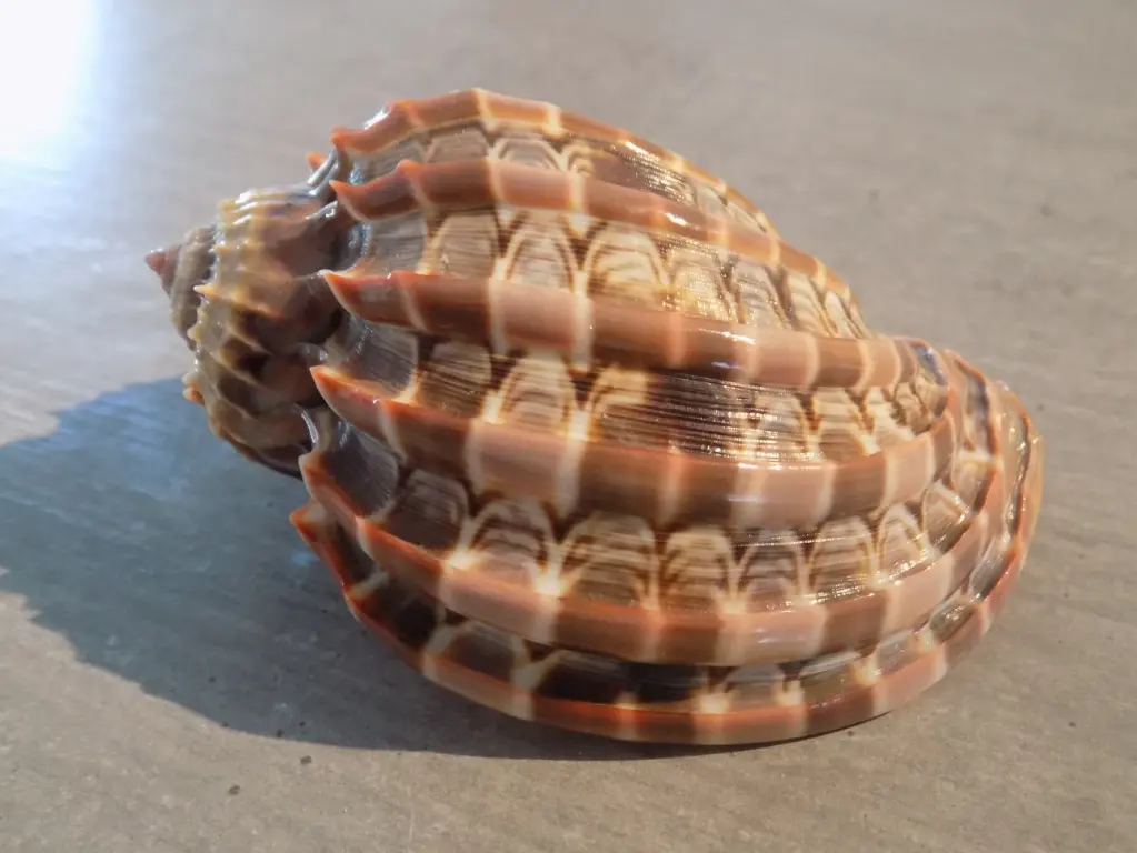 HARPIDAE HARPA CABRITI