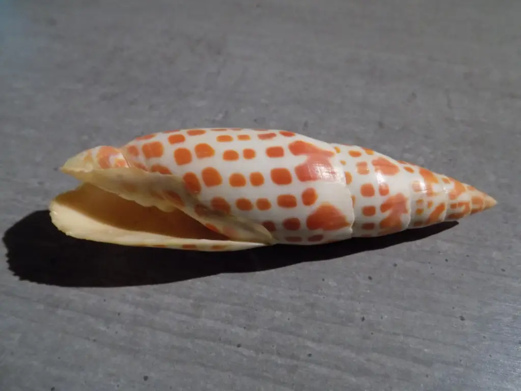 MITRIDAE MITRA MITRA XL