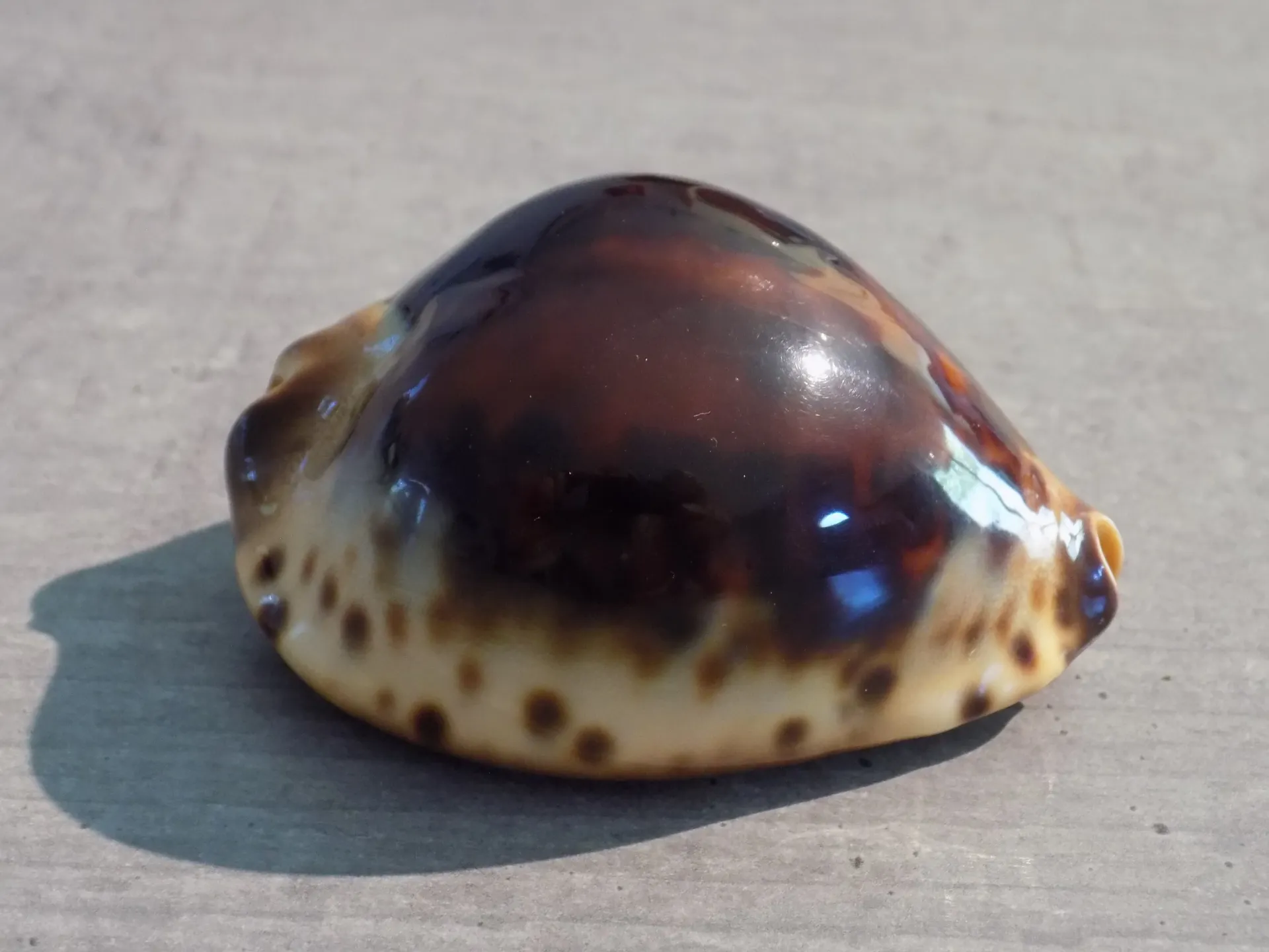 CYPRAEA ZOILA JEANIANA MELANICA Very Rare