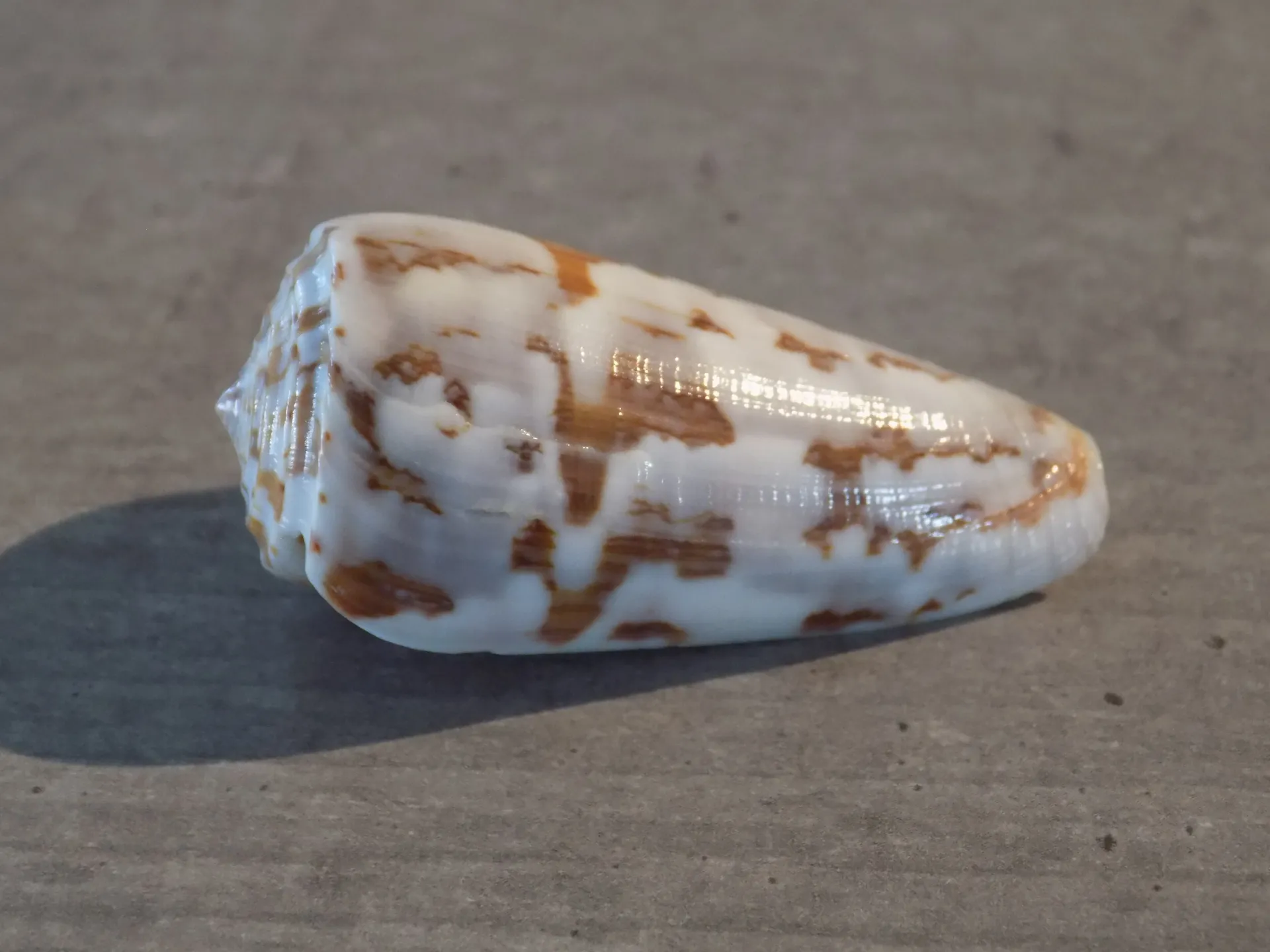 CONIDAE PIONOCONUS GUBERNATOR   F.VEILLARDI   P/C