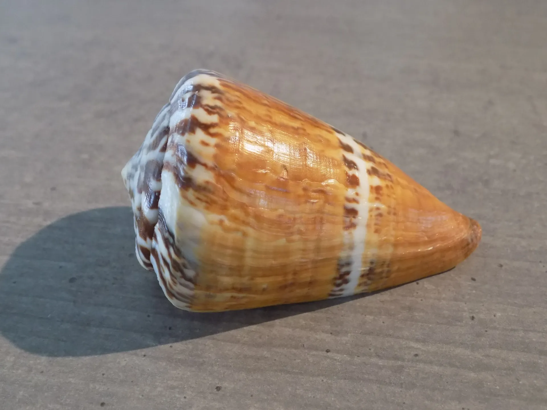 CONIDAE RHIZOCONUS CAPITANEUS