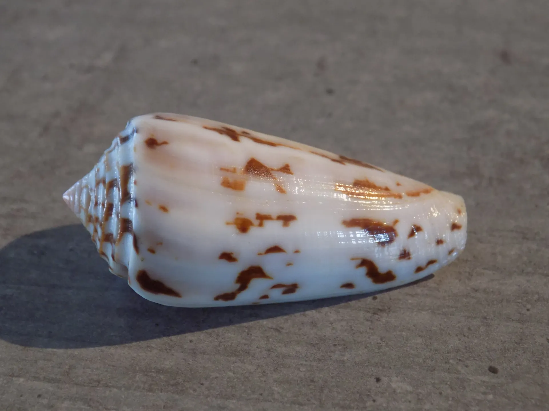 CONIDAE PIONOCONUS GUBERNATOR  F.VEILLARDI  P/C