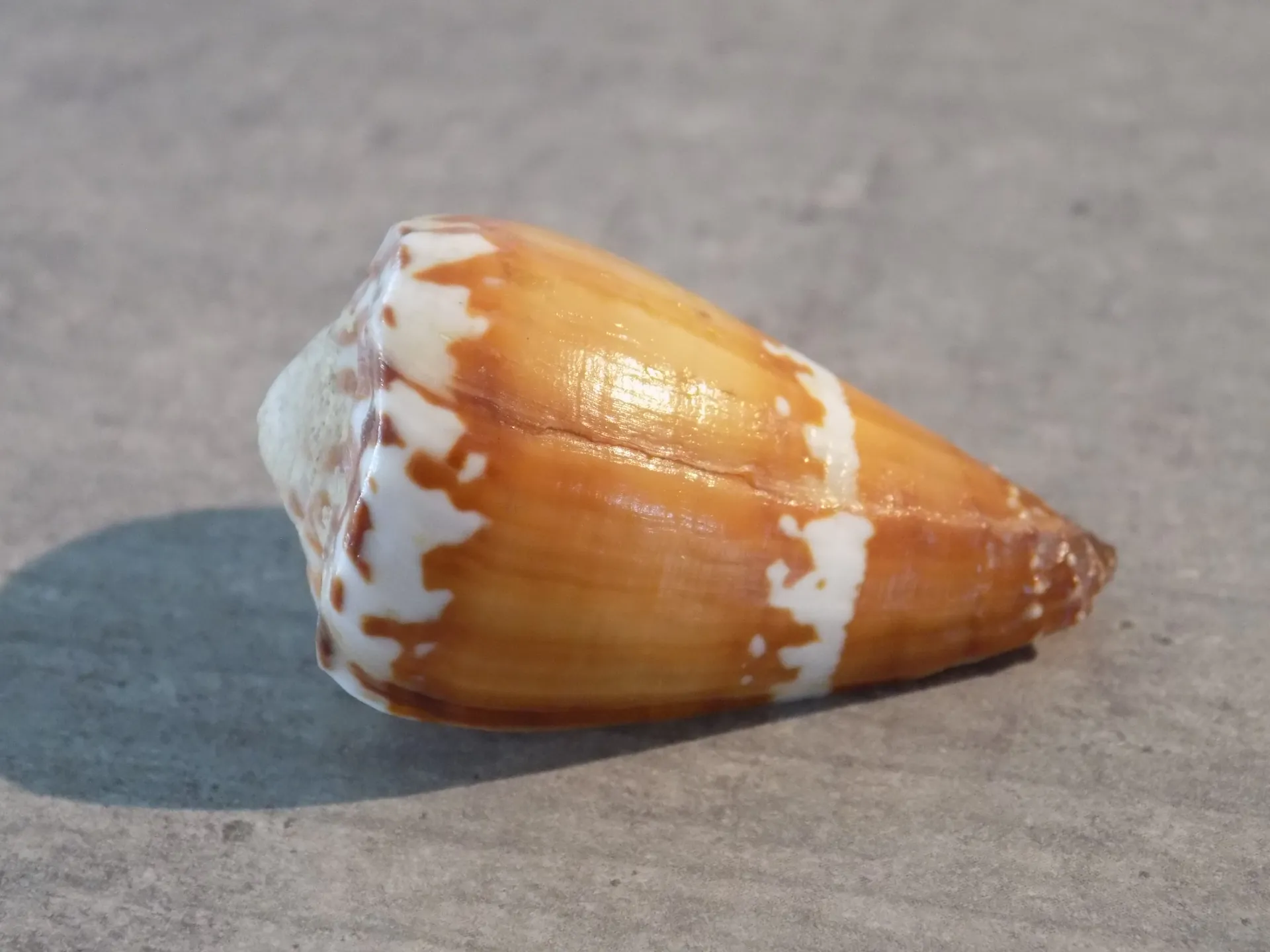 CONIDAE RHIZOCONUS CAPITANEUS                 f. Mariae