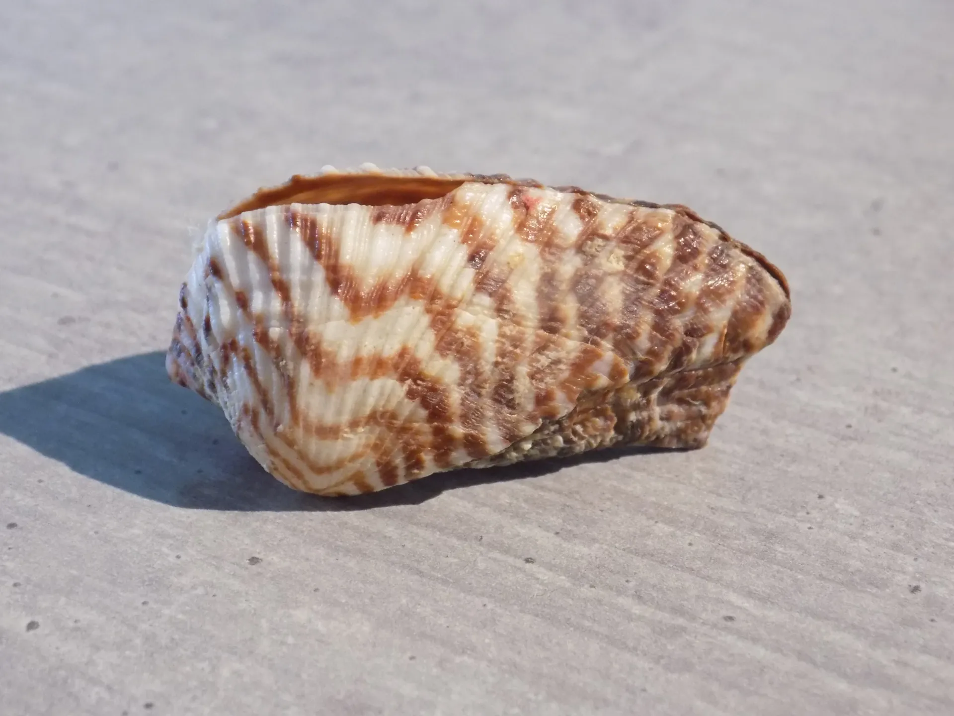 ARCIDAE ARCA NOAE