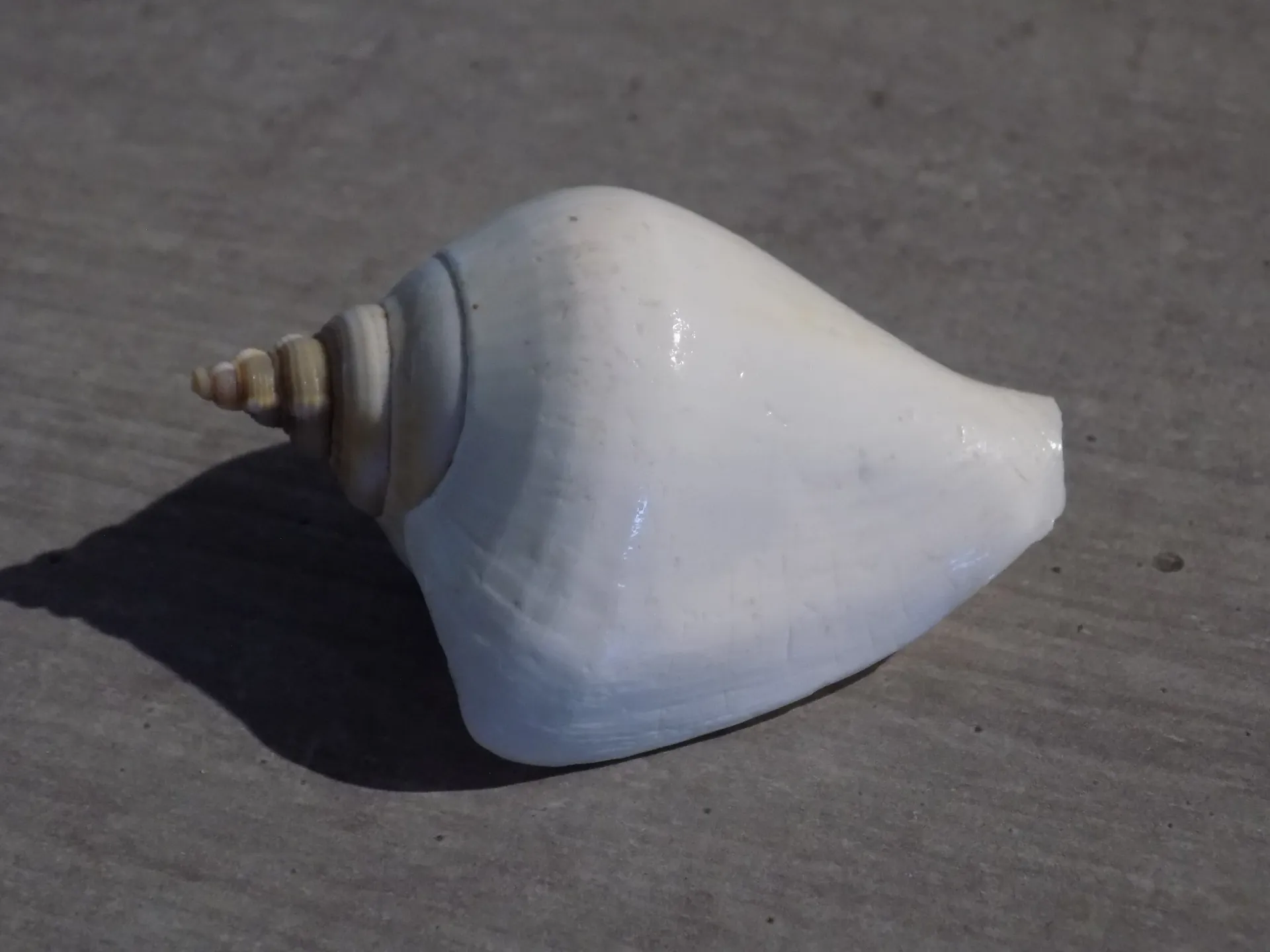 STROMBIDAE LAEVISTROMBUS TURTURELLA