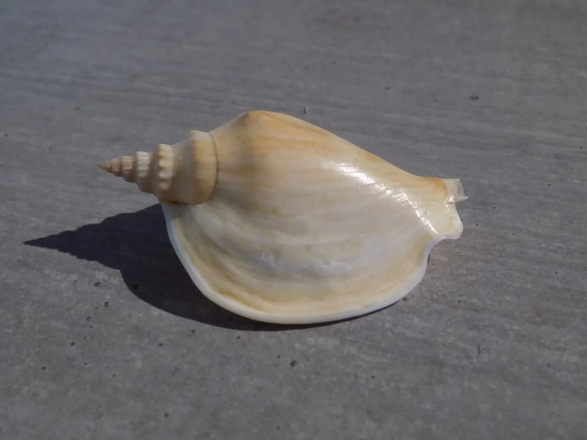 STROMBIDAE LABIOSTROMBUS EPIDROMIS