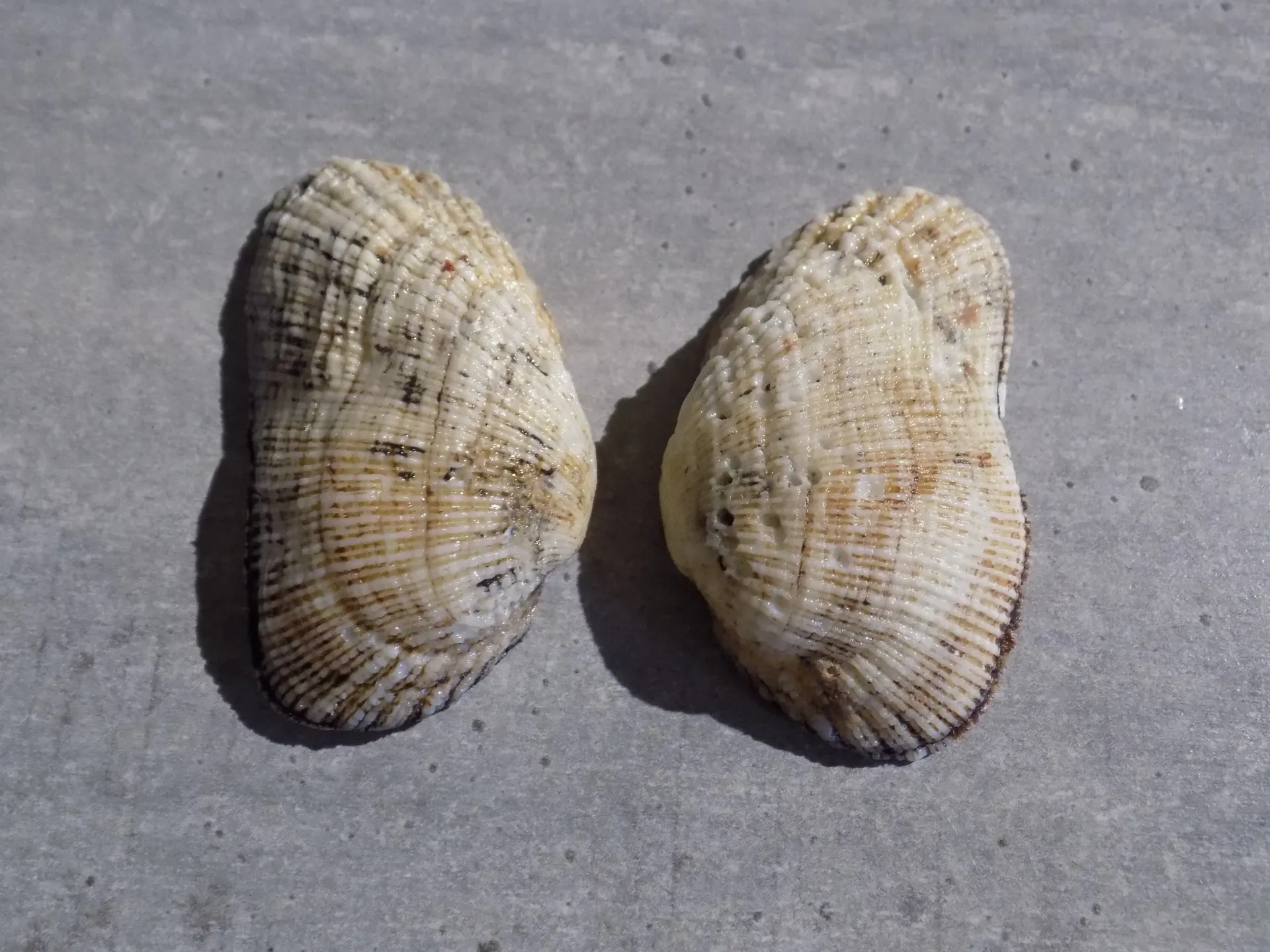 ARCIDAE BARBATIA VELATA