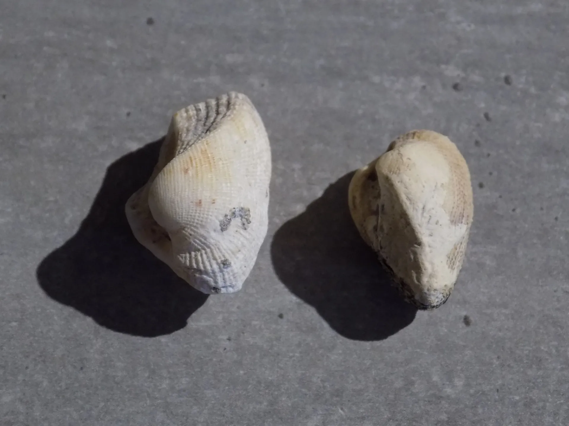 ARCIDAE BARBATIA REVELATA lot 2u