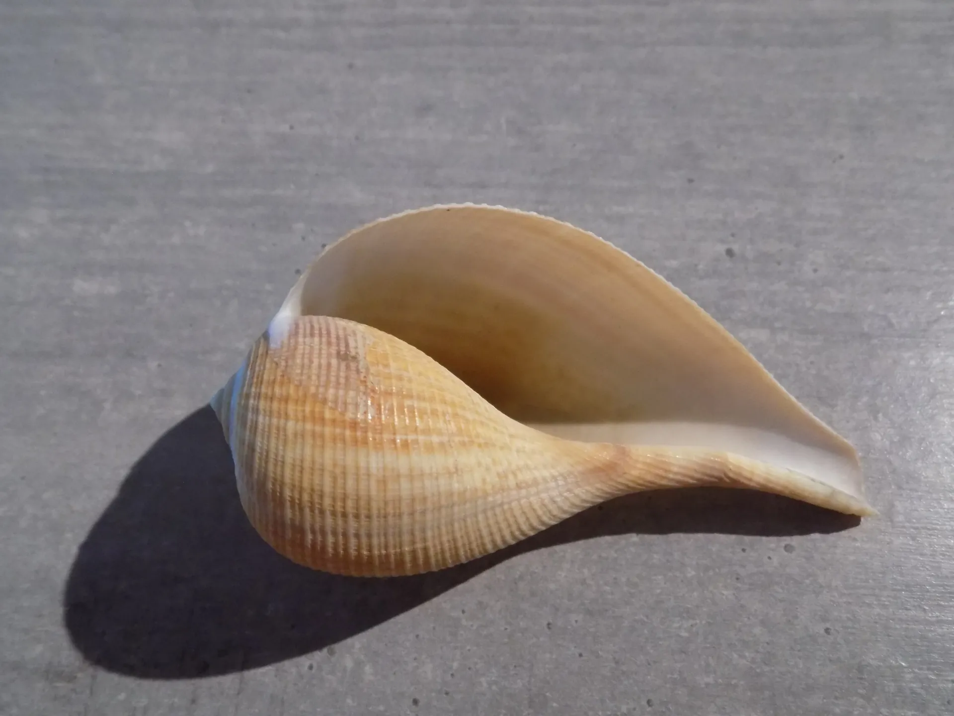 FICIDAE FICUS GRACILIS
