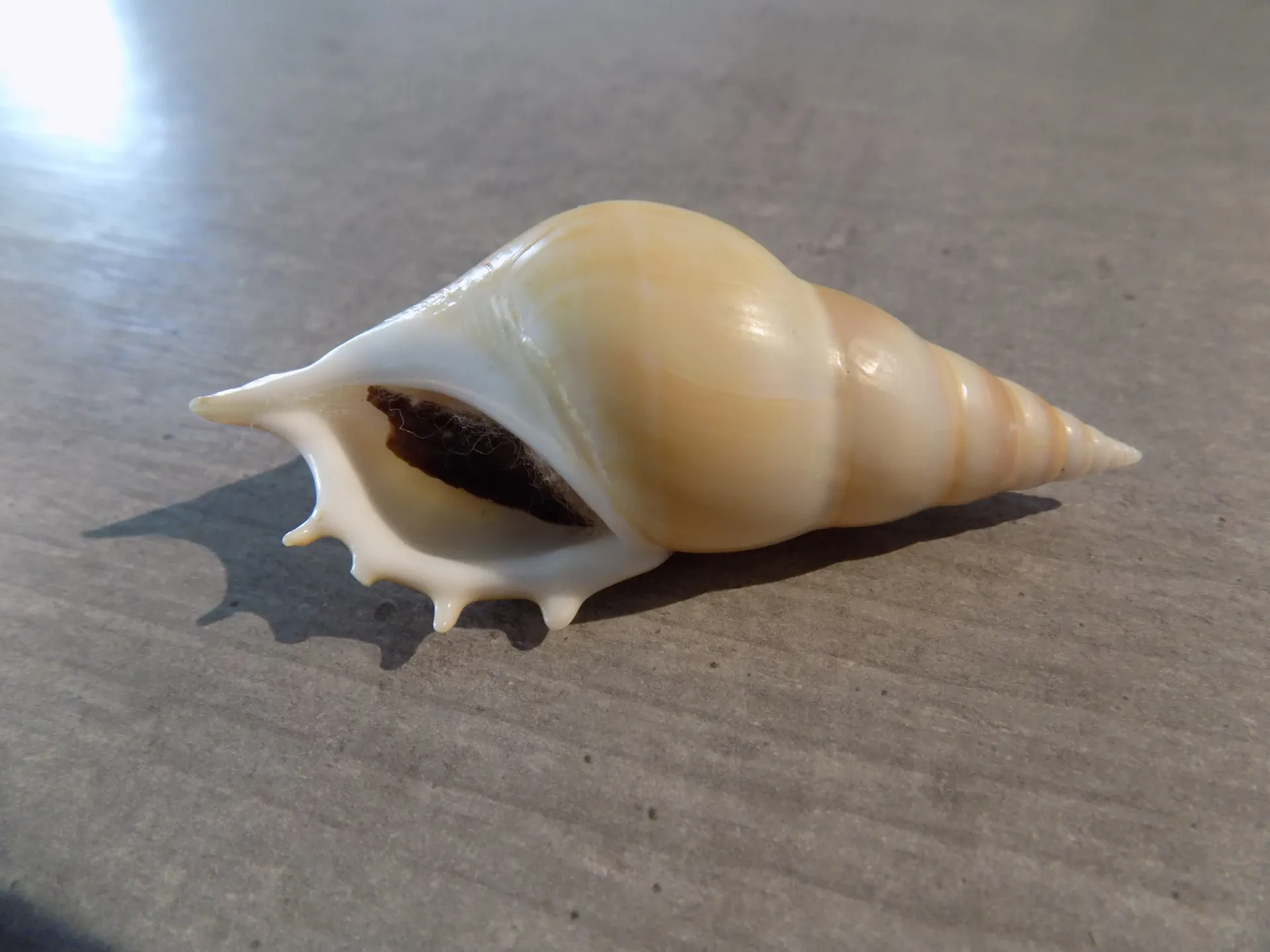 ROSTELLARIIDAE TIBIA DELICATULA XL
