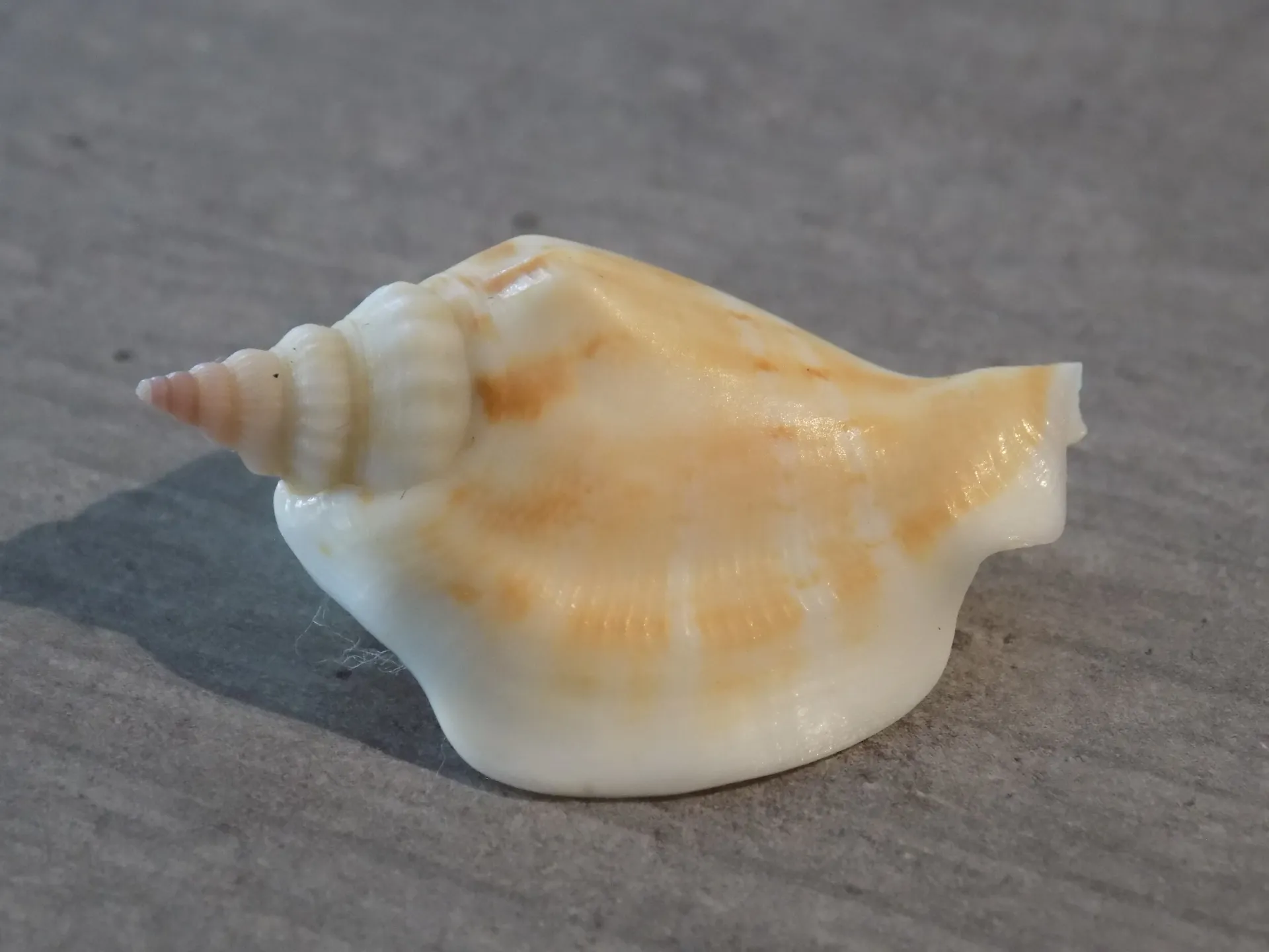 STROMBIDAE DOLOMENA DILITATA