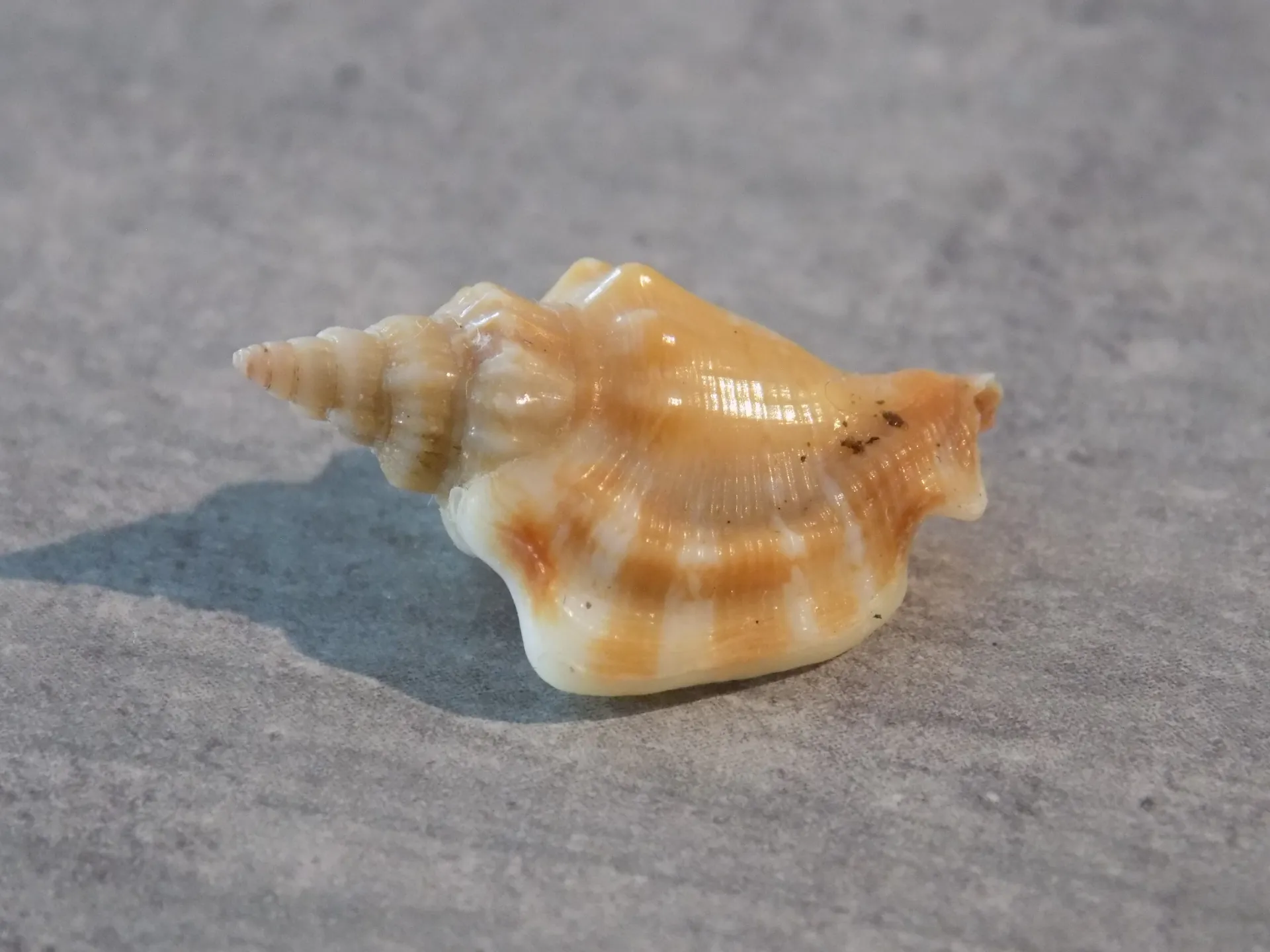 STROMBIDAE DOLOMENA PLICATUS PULCHELA