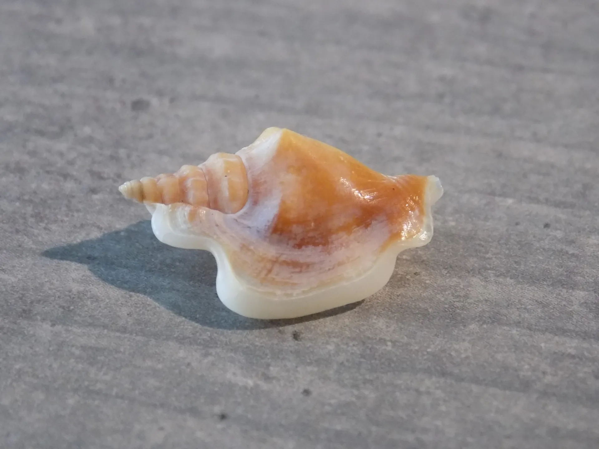 STROMBIDAE DOLOMENA MINIMA