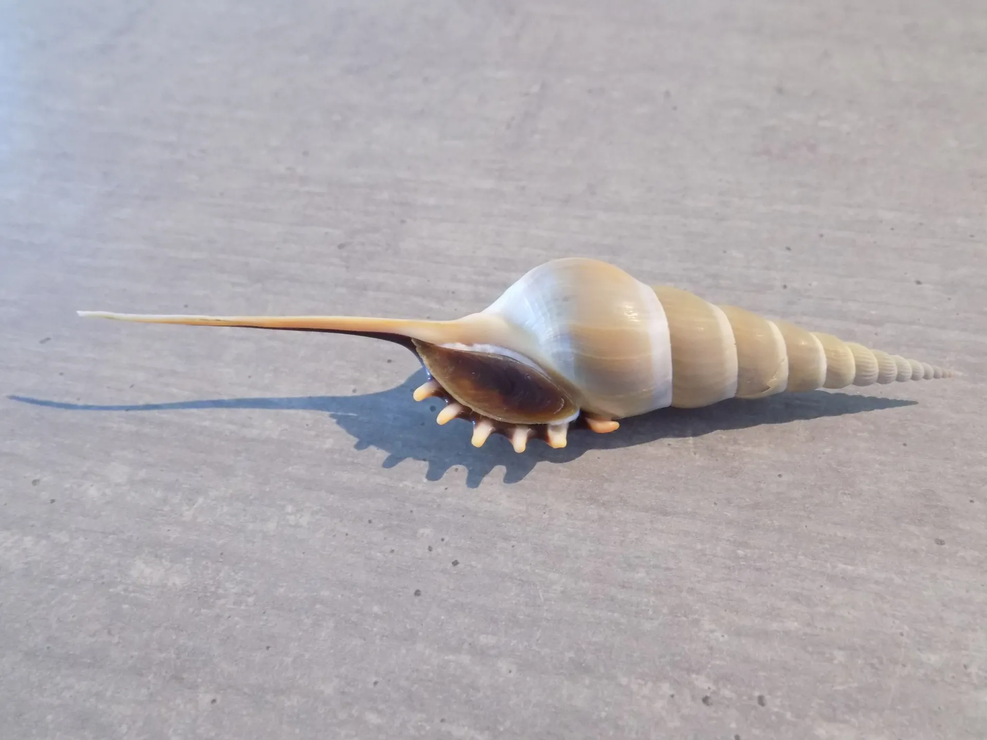 ROSTELLARIIDAE TIBIA MELANOCHEILUS