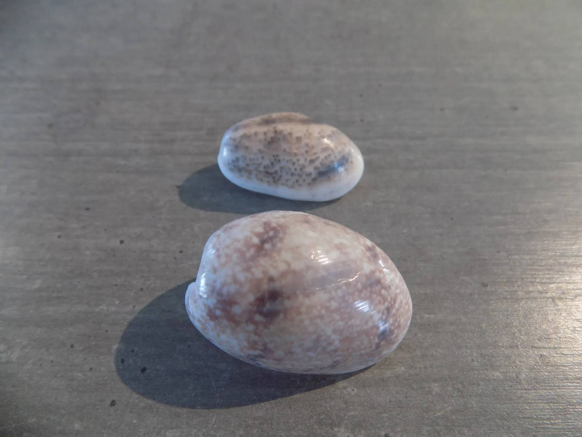 BULLIDAE BULLA STRIATA lot 2u