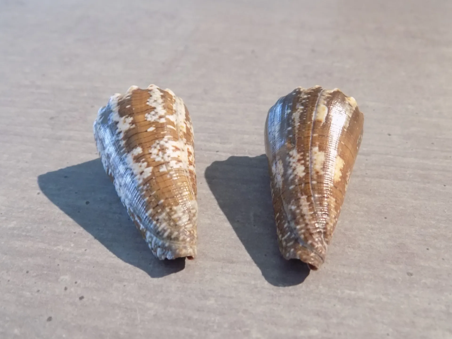 CONIDAE STRATEGOCONUS G.MALDIVUS