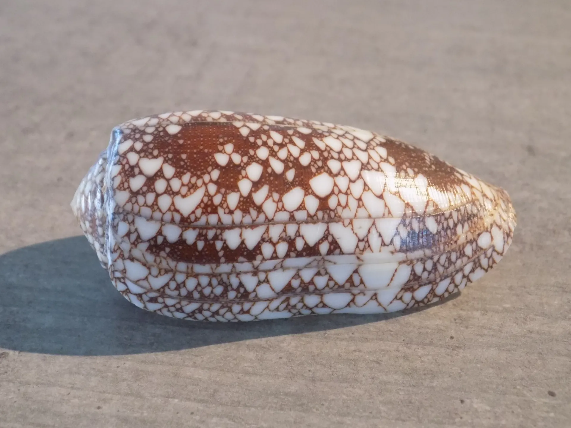 CONIDAE DARIOCONUS OMARIA