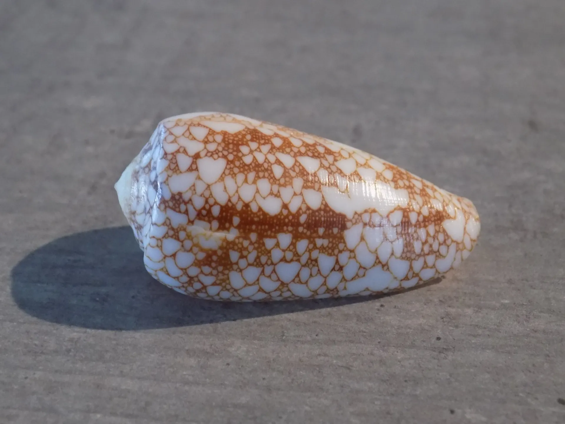 CONIDAE DARIOCONUS OMARIA                         f. Convolutus