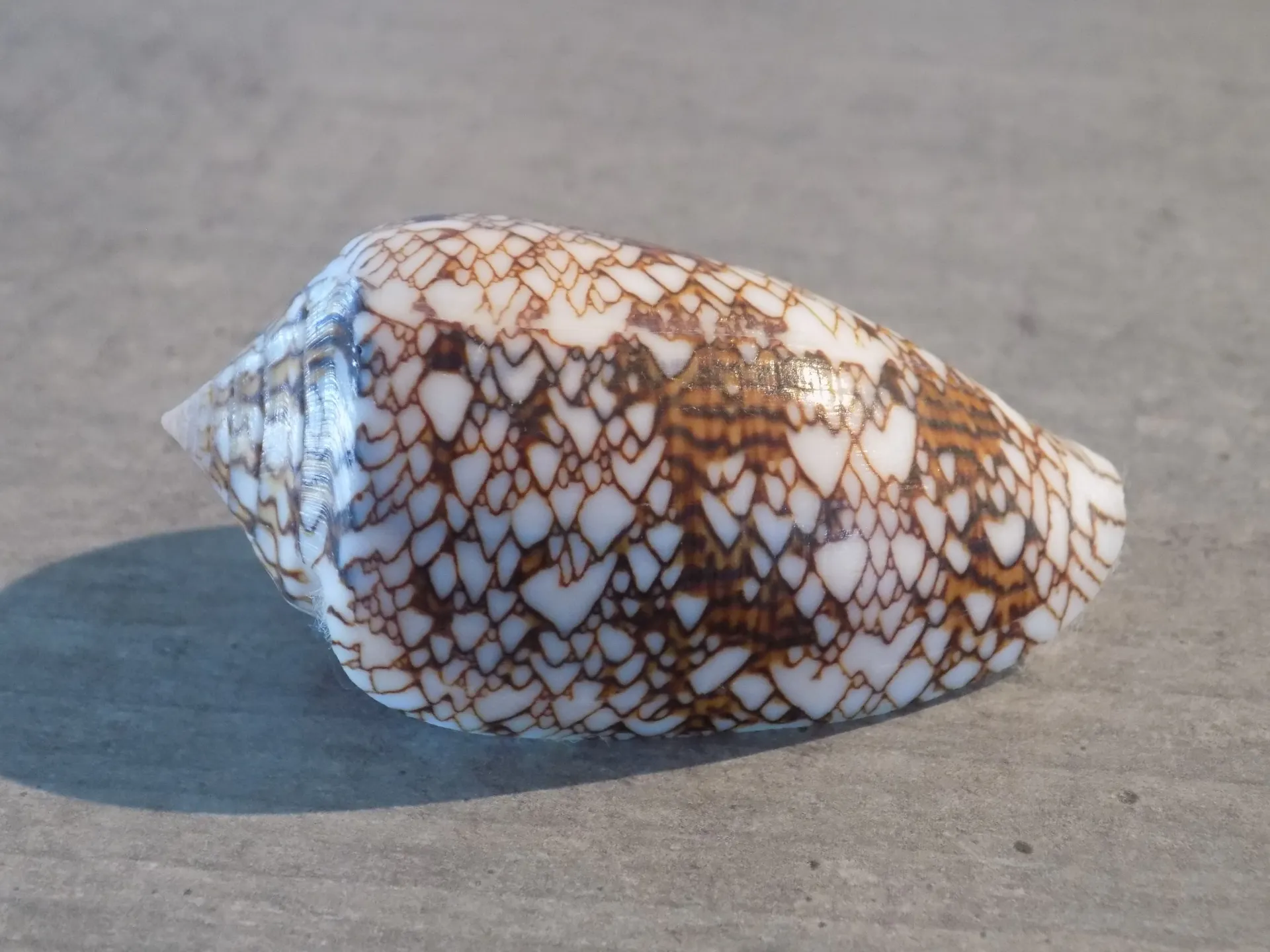 CONIDAE CYLINDER ARCHIEPISCOPUS         f. Pyramidalis