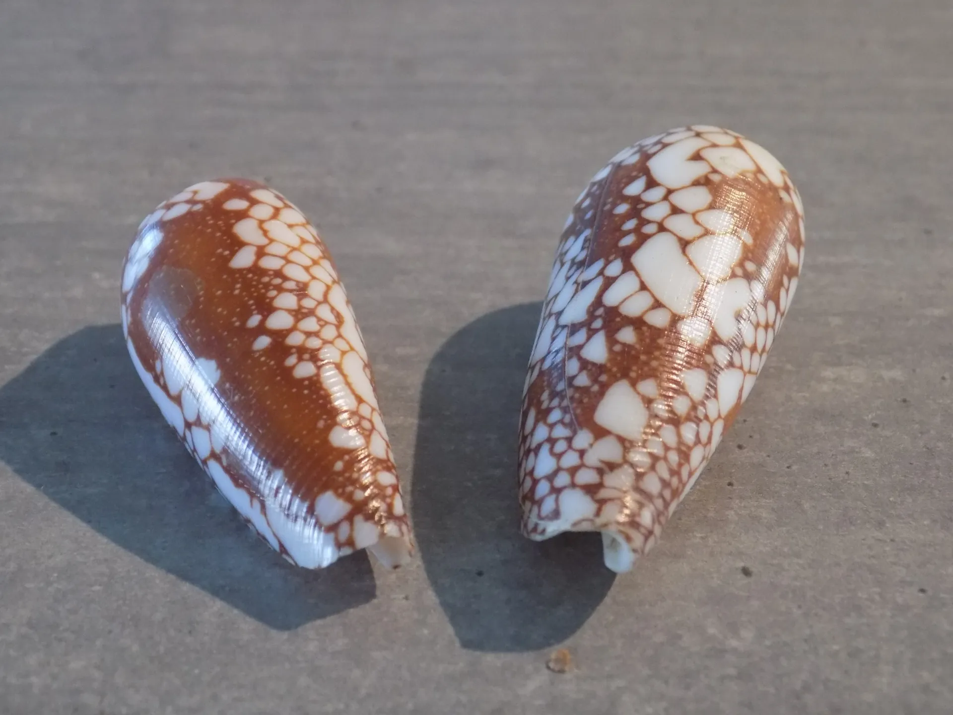 CONIDAE DARIOCONUS EPISCOPATUS      Lot 2u