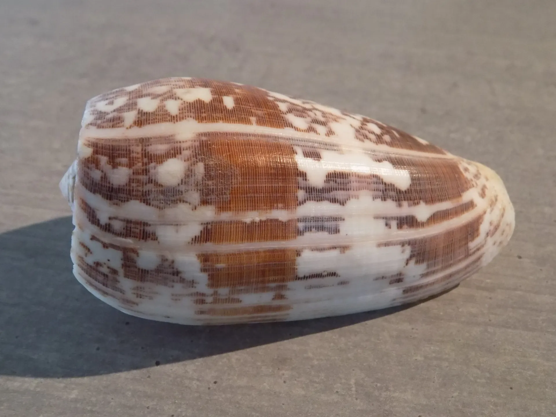 CONIDAE PIONOCONUS STRIATUS XL