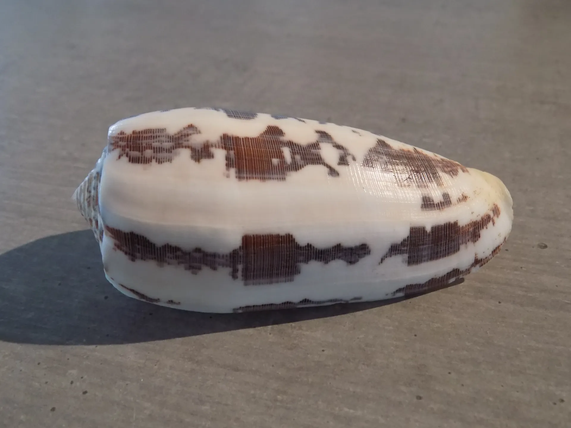CONIDAE PIONOCONUS STRIATUS XL
