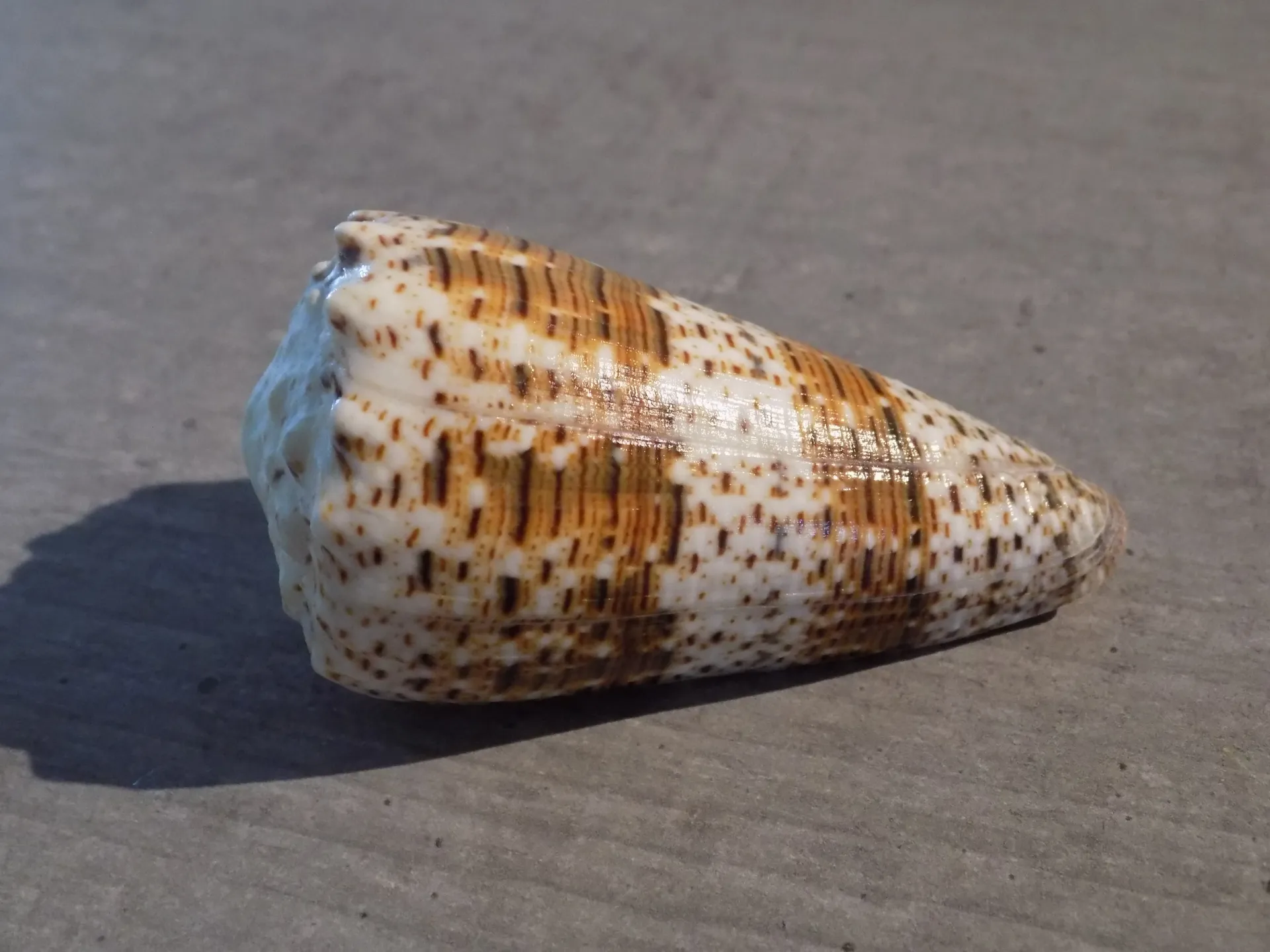 CONIDAE STEPHANOCONUS IMPERIALIS